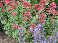 Centranthus ruber Coccineus.jpg_s.jpg